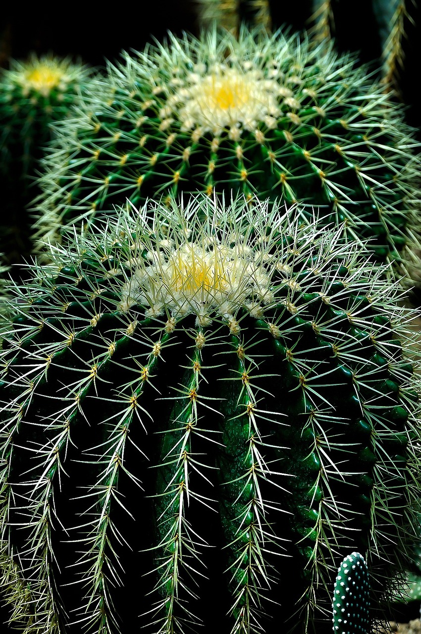 cactus, plant, garden-404362.jpg